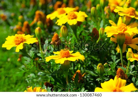 marigold flower (Tagetes patula L.) in the flower-bed
