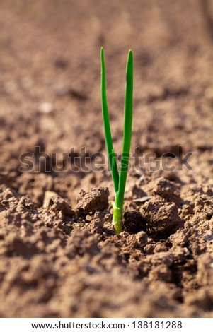 small onion growing in soil