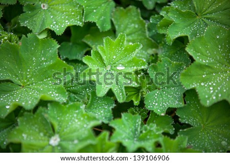 green Astilboides leaves, shady flower bed with raindrops