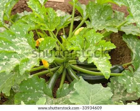 green marrow with flower and zucchini vegetable growing on the vegetable bed.