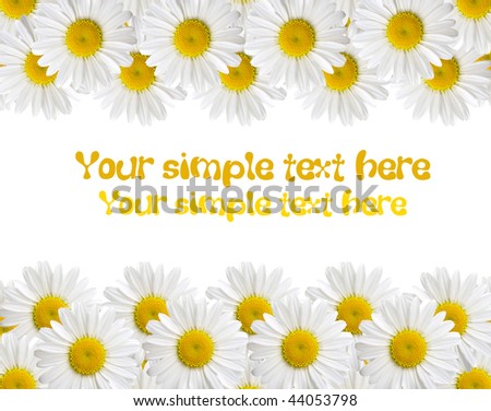 chamomile isolated on white background with with room for text