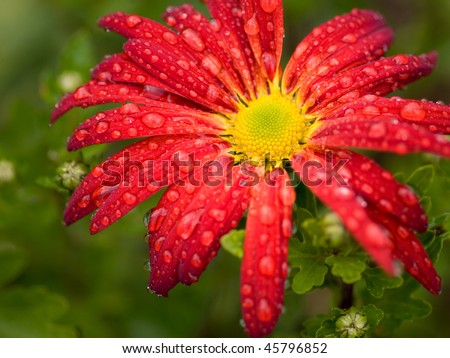 chrysanthemum flower tattoo. Object, plant, red,chrysanthemum flower seed has seeds per gram art flowers