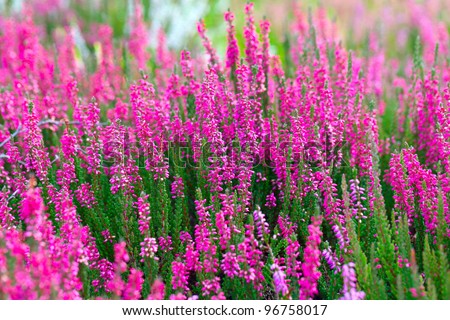 Pink flowers in the springtime, outdoor photo