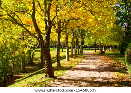 Pedestrian walkway for exercise lined up with beautiful tall trees, in autumn team