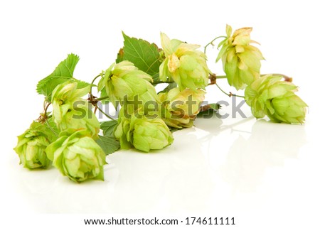 Blossoming hop with leaves on a white background