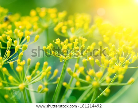 Dill (Fennel) flower with sunlight