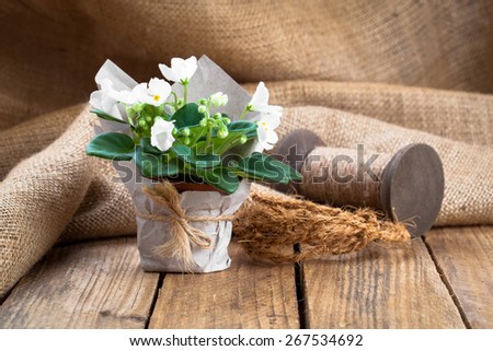 white Saintpaulias flowers in paper packaging, on sackcloth, wooden background