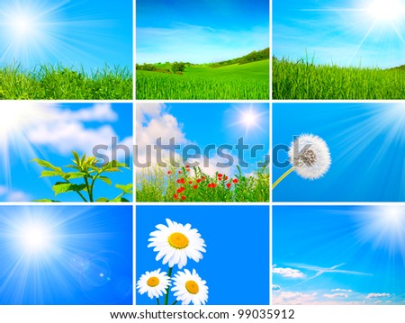 assortment of spring and summer landscape - green blooming field on blue sky, agriculture field, dandelion, green sprout, camomile, sunlight