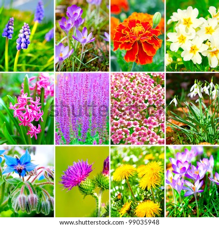 assortment of spring flowers - purple crocus, hyacinth, Yellow dandelion, primulas, Grape Hyacinth, snowdrops, salvia, Marigold, bur thorny flower and borage
