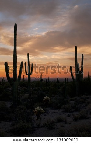 Saguaro cactus at sunrise in Usery Mountain Regional Park, Mesa, Arizona.