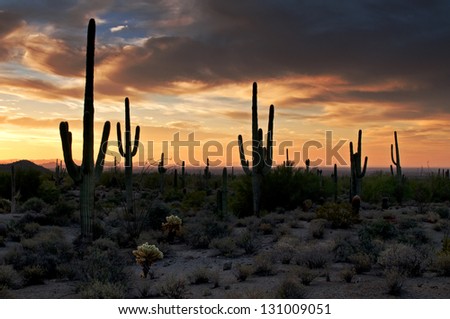 Saguaros and Solitude Saguaro cactus at sunrise in Usery Mountain Regional Park, Mesa, Arizona.