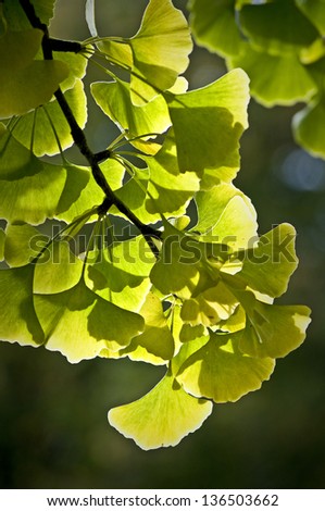 Ginkgo Leaves Ginkgo leaves glow in the light of an early autumn sun.