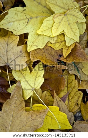 Fallen Leaves Fallen leaves form patterns on the forest floor at The Morton Arboretum, Lisle, Illinois.