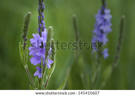 The beautiful flowering stalks of blue vervain, a tall flowering plant that grows wild in Midwest prairies.
