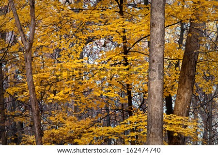 Maple trees show off their autumn colors in the East Woods of the Morton Arboretum, Lisle, IL.