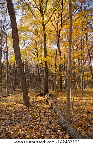 A maple tree holds on to it\'s color late into the autumn season at The Morton Arboretum, Lisle, Illinois.