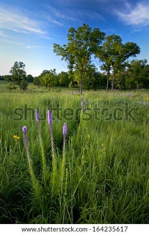 Blazing star and other summer wildflowers bloom on Schulenberg Prairie at The Morton Arboretum in Lisle, Illinois.