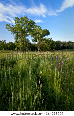 Blazing star and other summer wildflowers bloom on Schulenberg Prairie at The Morton Arboretum in Lisle, Illinois.