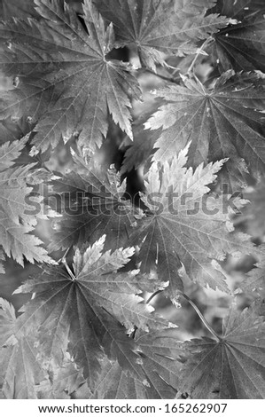 Korean Maple leaves form an abstract pattern at The Morton Arboretum in Lisle, Illinois.