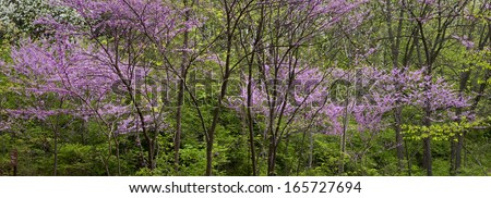 The blooms of the eastern redbud tree punctuate the spring woods at The Morton Arboretum in Lisle, Illinois.