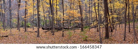 A panoramic view of the East Woods in Autumn at The Morton Arboretum in Lisle, Illinois.