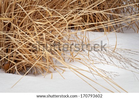The warm color of ornamental winter grass contrasts with a blanket of fresh snow.