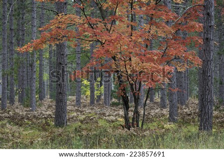 The brilliant colors of an autumn maple stand out against a pine forest in Hiawatha National Forest, Michigan.