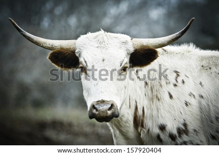 Side View Young Texas Longhorn With Head Turned Left, Looking Straight In The Camera. Blurred Natural Background.