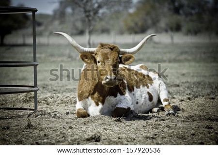 Texas Longhorn cow laying down and resting next to hay pin (white and brown markings)