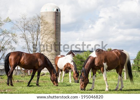 Three horses in front of tall farm silo and tree with cloudy sky