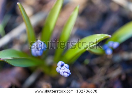 Different types of spring forest flowers in different colors
