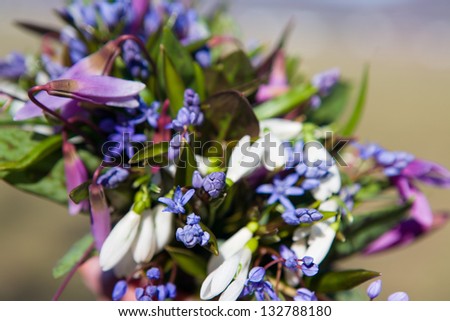 Different types of spring forest flowers in different colors in a lovely bouquet