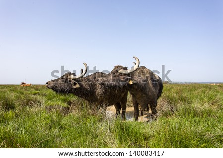 Bulls and cows eating green grass on the meadow with a blue sky as background