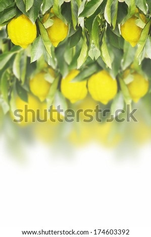Fresh lemon on the lemon tree with green leaves on withe background,isolated