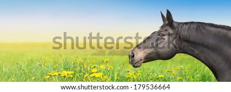Black Horse on summer background with dandelion, banner