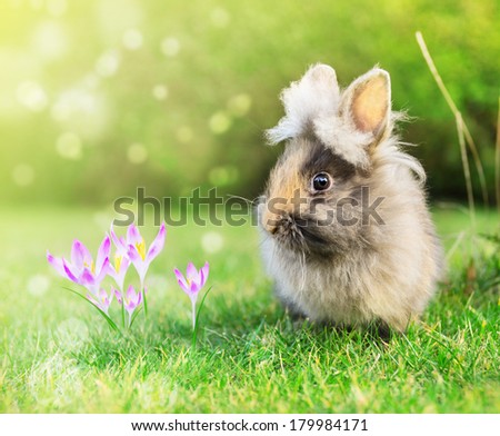 spring hare baby in garden on grass with crocus flowers in sunlight