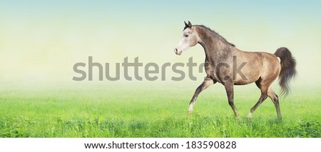 horse running trot on green summer meadow, banner