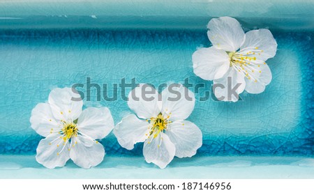 White flowers in  blue bowl of water, spa,banner