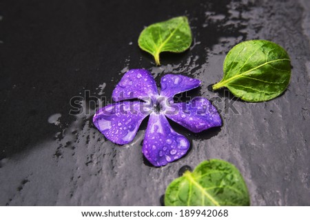 purple periwinkle flower with water drops on wet black table ,spa