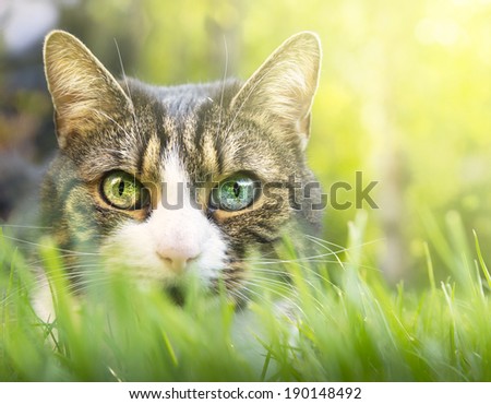 Gray cat with white markings, pink nose and colored eyes in thick grass garden