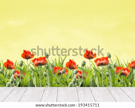 floral border of red poppies in white wooden terraces on sunny yellow background