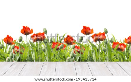 red poppies border and  white wooden terrace, isolated on white background