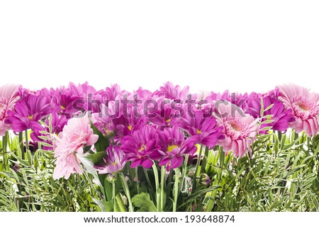 Floral border with pink flowers, banner, isolated