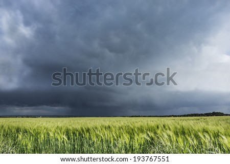 stormy sky over wheat field, nature landscape
