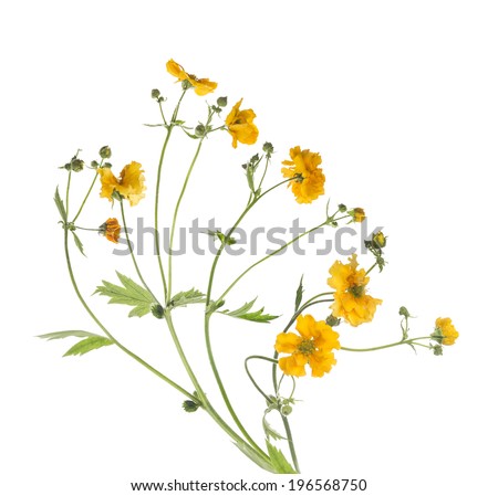 Bunch of yellow flowers, isolated on white background