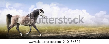 Arabian thoroughbred horse running trot on nature background , banner