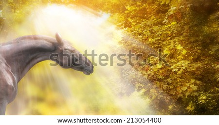Horse with beautiful neck  in autumn sunlight , banner