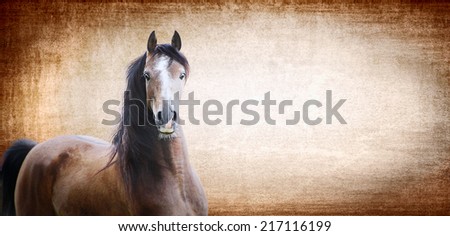 Brown horse on background with texture, banner for website