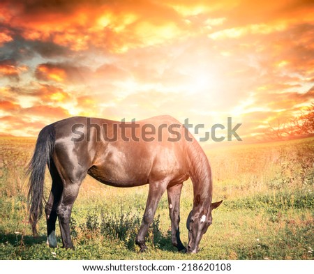 Autumn landscape with grazing black horse against  sunset sky with clouds