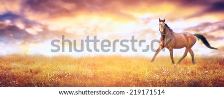 Bay horse runs trot in autumn field at sunset , banner for website